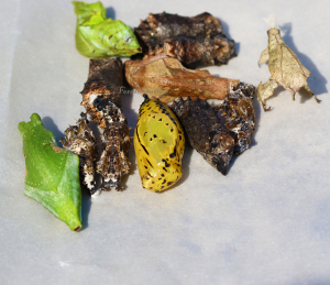 森林野人 活体 蝴蝶蛹 野蝶 婚礼蝴蝶放飞 儿童饲养观察宠物昆虫