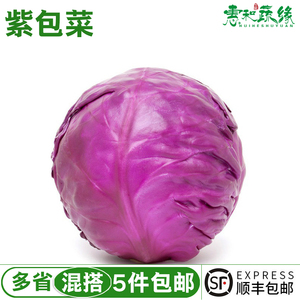 新鲜蔬菜紫甘蓝1000g紫包菜紫色球生菜蔬菜沙拉生菜橄榄菜