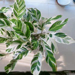 荷兰进口白油画竹芋北欧风观叶植物耐阴好养室内高颜值盆栽大苗