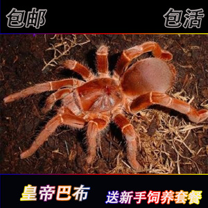 橙巴布皇帝巴布