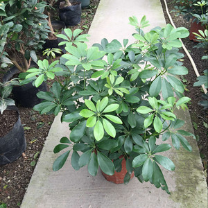 常绿盆栽花卉植物 鸭脚木 七叶莲 鹅掌柴 观叶绿植 鸭掌木 吸毒王图片