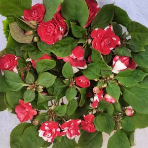 重瓣玻璃翠花盆栽花成品带花室内植物阳台好养易活