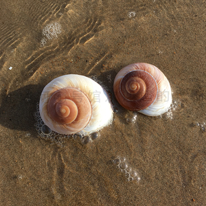秦皇岛北戴河天然腰带蜗牛螺5-8cm面包螺圆形寄居蟹躲避屋贝壳