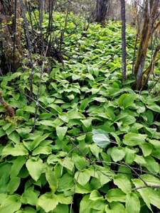 80w暖暖的风w淘宝山葱寒葱茖葱鹿耳韭葱苗山野菜韭菜山葱苗5002人