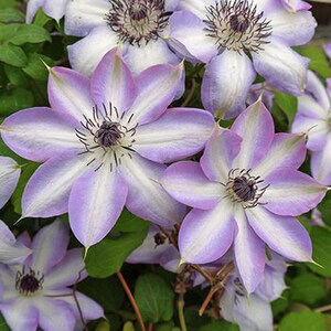 龙龙月季园艺 纪三井寺 铁线莲单瓣早花大花二类轻剪半荫攀爬花卉