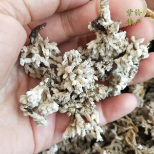 2023新货武夷特产野生龙爪菇 猫爪菇 老鼠爪珊瑚菇鹿茸菌100g干货