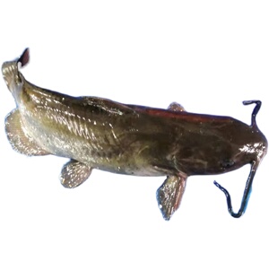 北京同城 鲜活梭边鱼 鮰鱼活体新鲜食用水产海鲜3斤/条