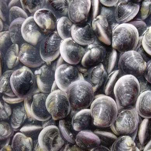 500g青蛤鲜活 无沙蛤蜊即食美味煲汤食材海鲜水产