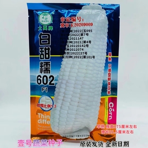 大禹白甜糯602玉米籽白玉糯320玉米种籽早熟大棒非转甜加糯玉米种