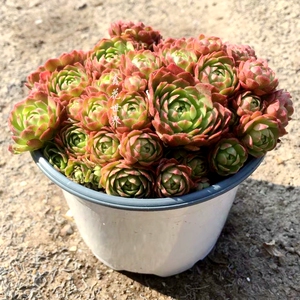 00萌萌奇趣花房淘宝瓦莲红颜多肉植