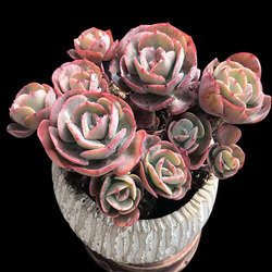 红粉台阁超大颗多头老桩稀有品种室内阳台防辐射盆栽精品花卉绿植