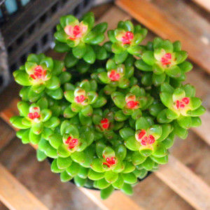 【丸叶松绿多肉】丸叶松绿多肉品牌,价格 - 阿里巴巴