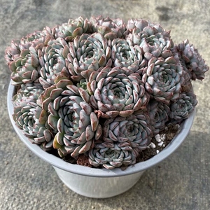 恩西诺超大多肉植物进口精品稀有品种贵货室内盆栽防辐射花卉绿植