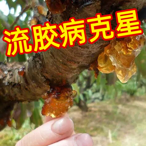 辛菌胺醋酸盐杀菌剂果树桃树流胶病专用药腐烂病果锈病蔬菜杀菌药