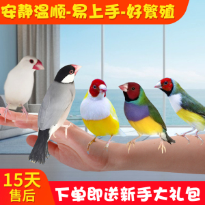 七彩文鸟活鸟白灰文雀鸟活体幼鸟公母活物小鸟宠物鸟彩色观赏鸟粮