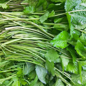 新鲜鸭儿芹鸭芹菜三叶芹山芹野蜀芹鸭脚菜鸭脚板鸭掌菜野芹菜现采