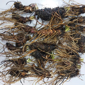 贵州中草药蓝布正根南布正生鲜追风七南水杨梅路边黄根500g煲汤