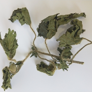 当季白荨麻火麻老虎麻活麻青活麻蝎子草藿毛草白火麻干嫩叶子嫩杆