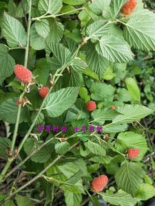 野生山莓树莓山抛子牛奶泡撒秧泡三月莓四月泡大麦泡山泡儿苗