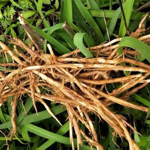 新鲜白茅根毛针新鲜甜毛草根蓝根天然凉茶丝毛草根现采包邮