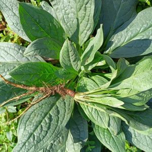深山琉璃草布裙粘连子勿忘我蓝色香草琉璃苣倒提壶阳台盆栽小花