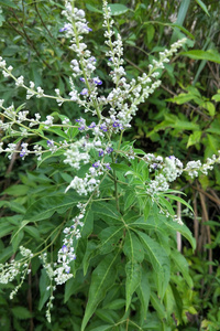 深山牡荆黄荆子布荆子五指枫黄荆条黄荆五指柑泡澡 枝叶 根现采