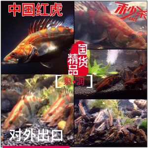 红桂鱼