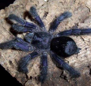 厄瓜多尔紫粉趾