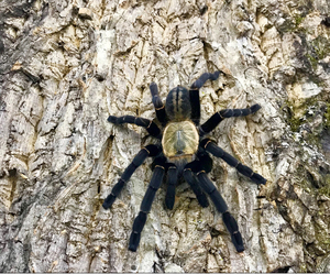 巴赫马地老虎3-6厘米左右宠物活体蜘蛛宠物捕鸟比较凶猛!