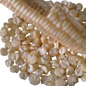 韭转基因老品种可留种白玉米种子老吊白马王子生吃水果白玉米种籽