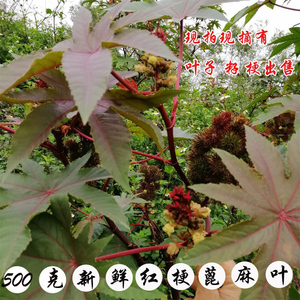蓖麻叶