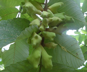 野生正宗药材树苗盐肤木五倍子树苗百虫仓盐肤木庭院地种易成活