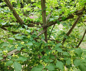 重庆野生中药材鬼箭羽卫矛六月凌四面锋绿植盆栽庭院地种易成活