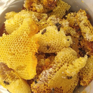 现找现挖纯天然野生蜂蜜糖石山岩蜜百花蜜原始采摘