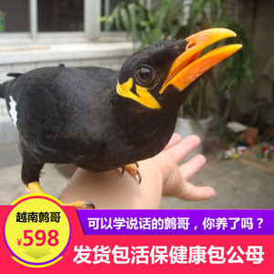 2018头窝越南小鹩哥鹩哥活体/越南鹩哥/人工繁殖/自家养殖说话鸟