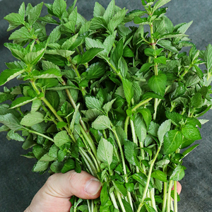 云南德宏傣族调料新鲜蔬菜香嫩水薄荷水香菜500g凉拌香料新鲜香菜