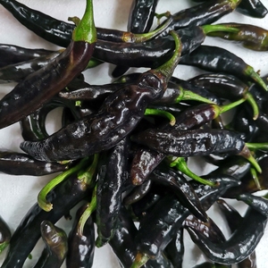 云南水性杨花菜