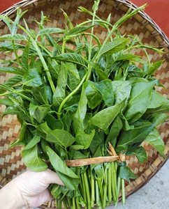 云南德宏缅甸品种 帕克秀 帕哈秀 新鲜苦菜 傣味新鲜时令食材