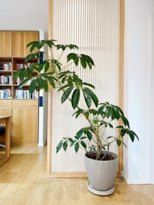 日本老桩大叶伞保罗阳台客厅大植物造型盆景四季常绿植