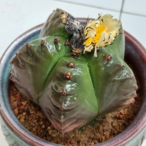 鸾凤玉 仙人球 十年球 正五角星 大仙人球 核桃龟甲