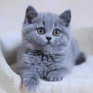 美国蓝猫英短蓝白猫咪活物宠物猫幼崽矮脚蓝猫金银渐层布偶金吉拉