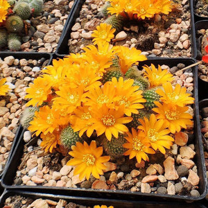 金蝶丸 宝山属子孙球属多肉植物黄花群生一物一拍开花仙人球