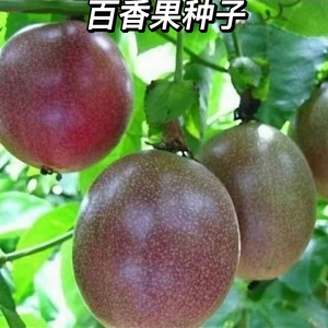 百香果种子四季播满天星紫香西番莲多年生黄金鸡蛋果种籽瓜果庭院