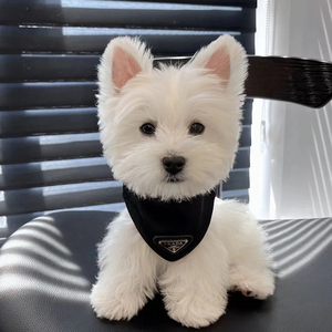 纯种西高地幼犬家养小型西高地白梗活体宠物狗狗西高地犬出售赛级