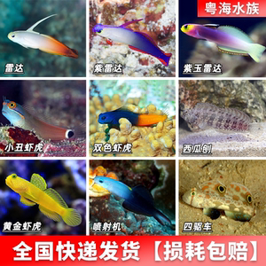 雷达紫雷达西瓜刨喷射机双色小丑四驱车虾虎活体海水鱼观赏鱼宠物