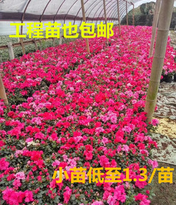 成都杜鹃比利时杜鹃花苗四季开花盆栽花卉植物室内庭院阳台工程苗