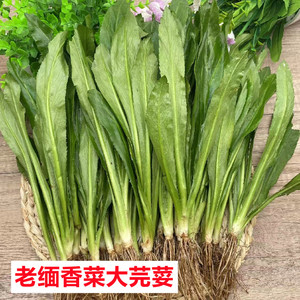 90108人付款淘宝新鲜阿佤芫荽老缅香菜云南特产大芫荽傣味佤味佐料