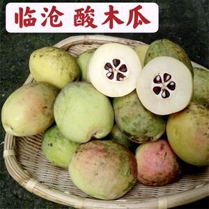 临沧酸木瓜包邮云南特产耿马新鲜野生木瓜孕妇酸果泡酒酸脆青木瓜