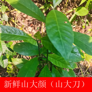 山大颜枝叶中草药新鲜现采山大刀500g大叶丹刀伤木九节木大罗伞