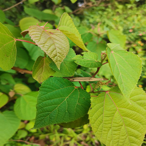 新鲜红背娘农家现采红小娘纯根山麻杆中草药天然红杆野火麻枝叶
